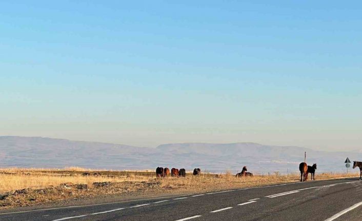 Başıboş atlar tehlike saçıyor