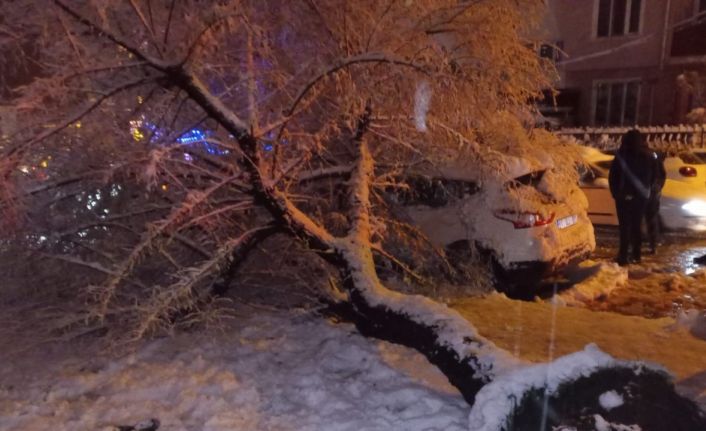 Bilecik’te ağaç otomobilin üstüne devrildi