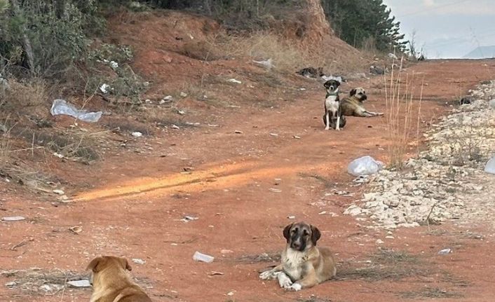 Bilecik’te vatandaşlar sahipsiz köpek korkusundan sokağa çıkamıyor