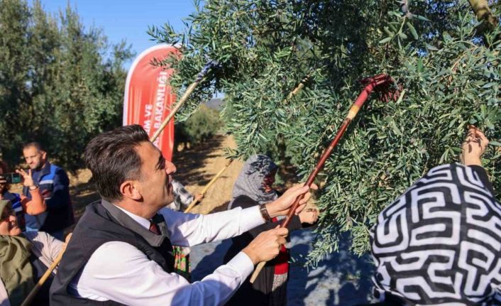 Bilecik’te zeytin hasadı mesaisi başladı