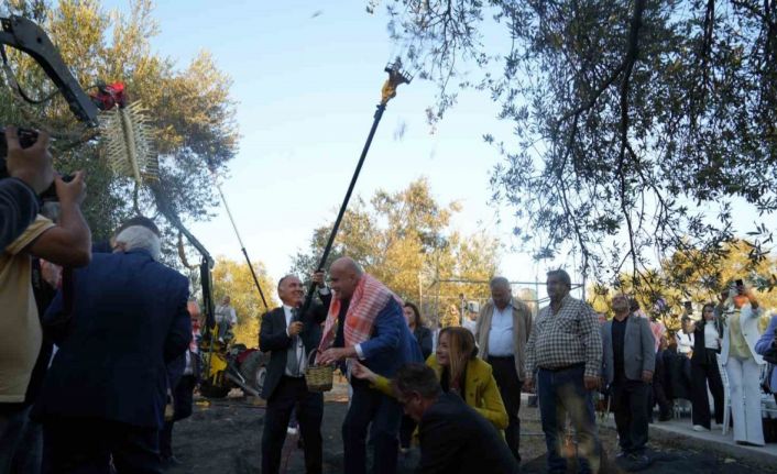 Bin yıllık zeytin ağacından hasat yapıldı