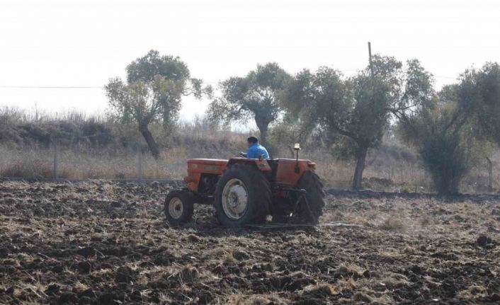 Bodrum Belediyesi’nden karakılçık buğday ekimi