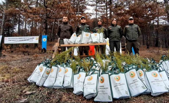 Bolu’da 30 bin fidanla yangınların yaraları sarılıyor