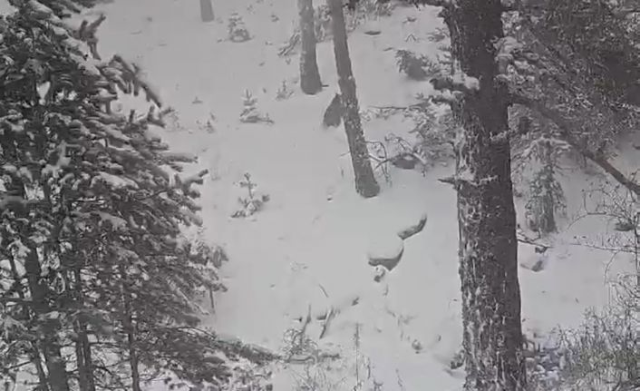 Bolu’da kış uykusuna yatmayan ayılar kameraya yansıdı