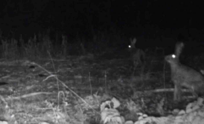 Bolu’da yaban hayatı fotokapanlara yansıdı