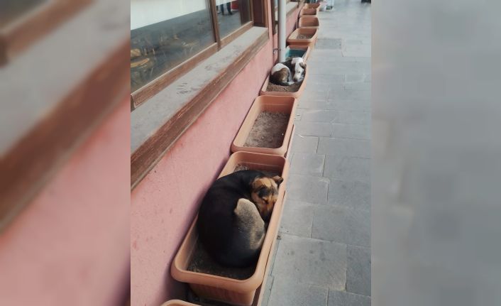 Bu köpekler işlerini biliyor