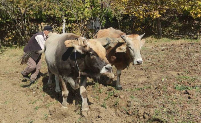 Bu köydeki tarım halen karasabanla yapılıyor