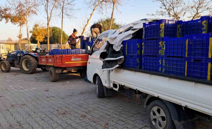 Bursa’da zeytin üreticilerinin Tarım Kredi çilesi