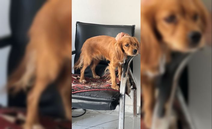 Çalınan Badem isimli köpek her yerde aranıyor