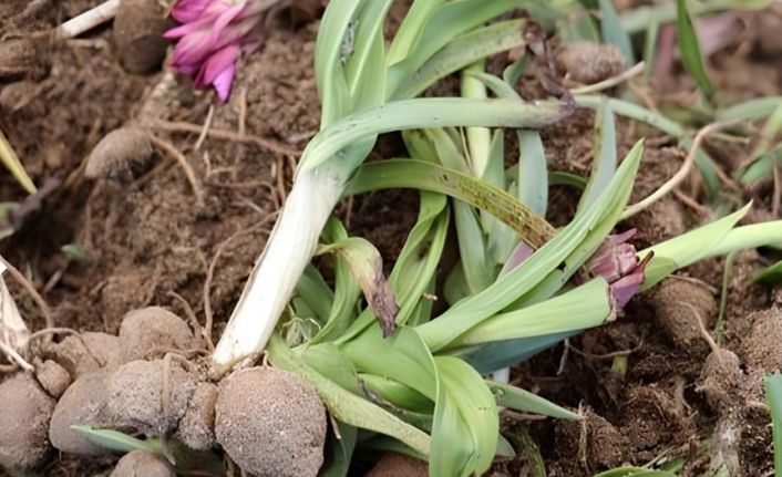 Çankırı’da bir ilk: Salep için deneme üretimi başladı