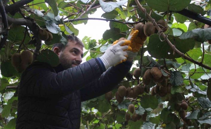 Çarşamba Ovası’nda kivi hasadına başlandı