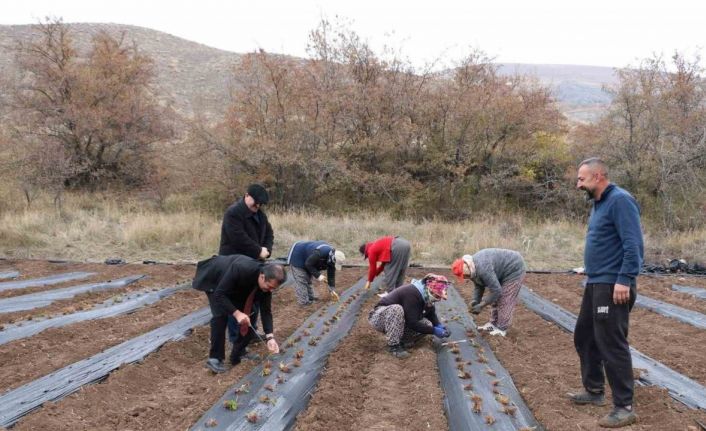 Çilek yetiştiriciliği projesiyle 20 dönüm alana 100 bin fide dikildi