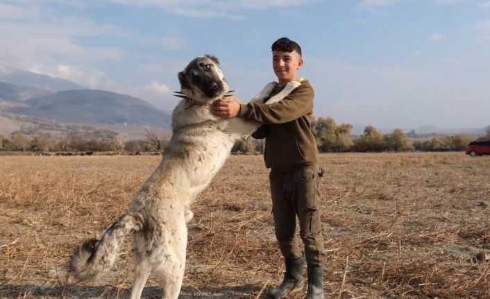 Çobanların en güvendiği dostları: Çoban köpekleri