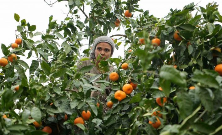 Coğrafi işaretli Havran mandalinasında hasat başladı