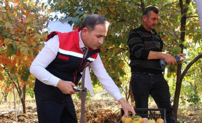 Denemek için bahçesine cennet hurması ekti, geçimini bununla sağlamaya başladı