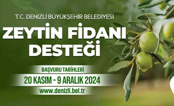 Denizli Büyükşehir çiftçilere 50 bin zeytin fidanı dağıtacak