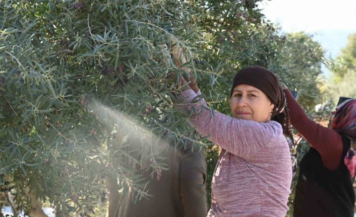 Denizli zeytincilikte Türkiye’de 14, Ege’de 5’inci sırada