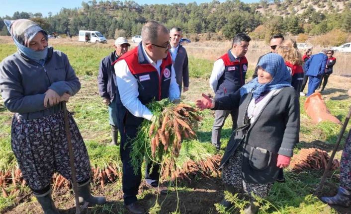 Denizli’de bu yıl 5 bin ton havuç hasat edilecek