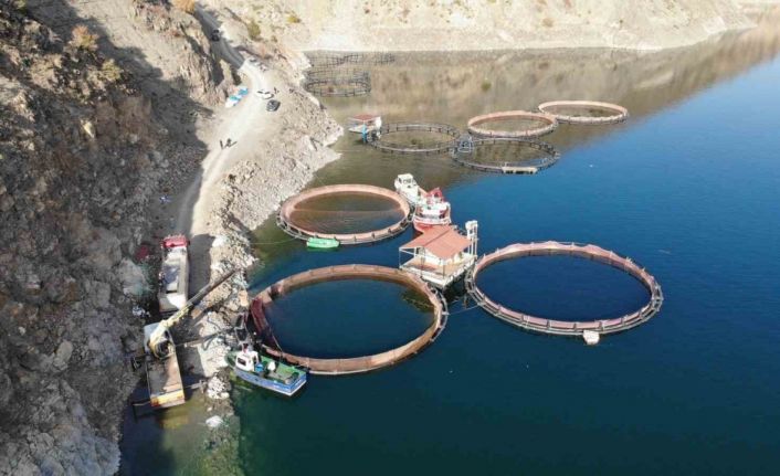 Deriner Barajı’nda ilk Türk somonu hasadı yapıldı