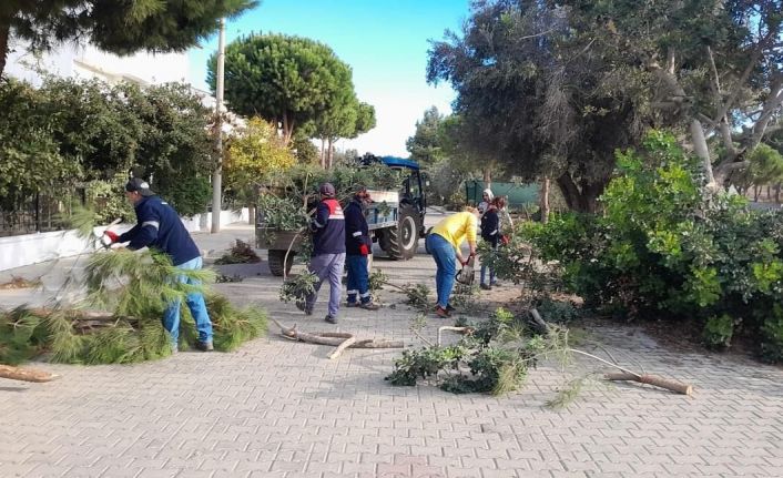 Didim’de ağaç budama çalışmaları sürüyor