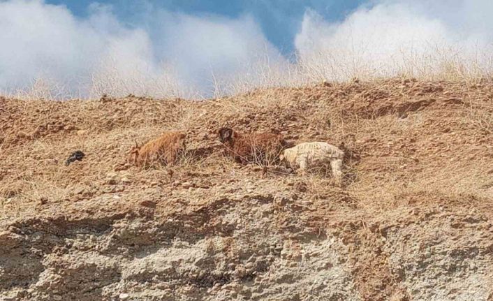 Diyarbakır’da 3 keçi 2 gündür mahsur kaldıkları yerden kurtarıldı