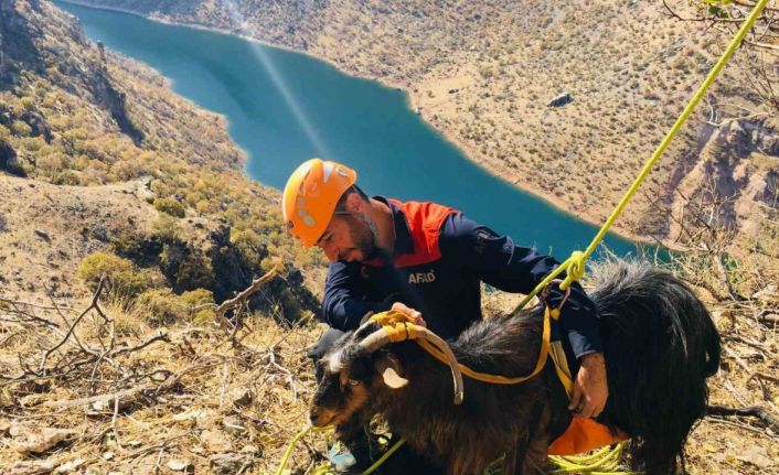 Diyarbakır’da kayalıklarda mahsur kalan 10 keçi 3 gün sonra kurtarıldı