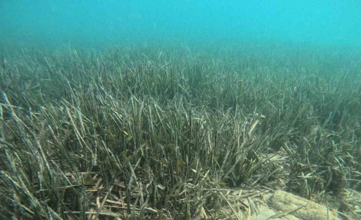 Doğu Akdeniz’de deniz çayırlarının son kalesi: Aydıncık