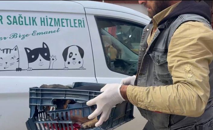 Duyarsız sürücünün çarptığı köpeğe zabıta ekipleri sahip çıktı