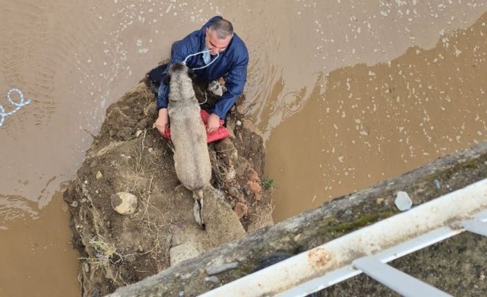 Edremit Çayı’nda mahsur kalan köpeği itfaiyeci suya girerek kurtardı