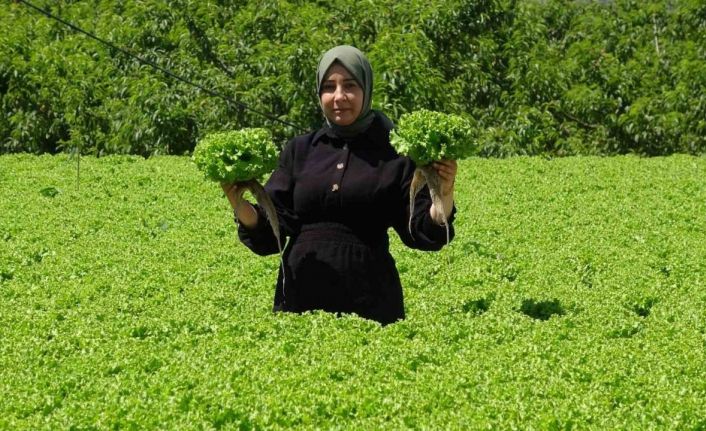 Erzincan’da marul hasadı başladı