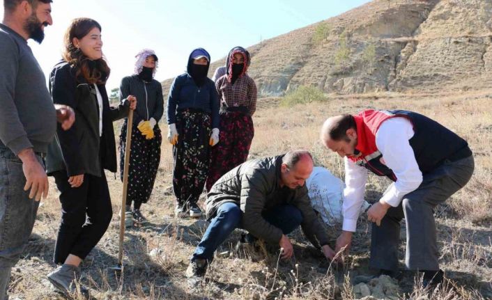 Erzincan’da Tuz Çalısı Ormanı kuruldu