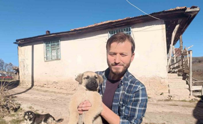 Gazeteciden yavru köpeğe hayat kurtaran heimlich müdahalesi