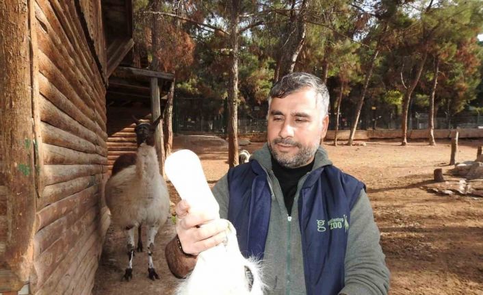 Gaziantep Zoo Parkı’nda bin 100 doğum sevinci yaşandı