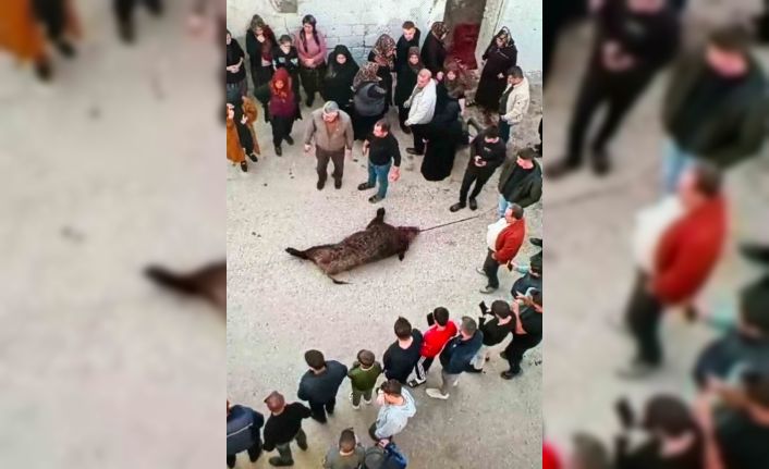 Gaziantep’te gündüz köye inen domuz vatandaşlara saldırdı: 1 yaralı