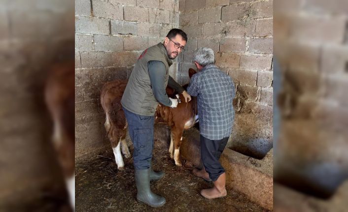 Gazipaşa’da hayvan sağlığı için aşılama seferberliği