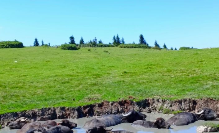 Giresun’a manda yetiştiriciliği kazandırmaya devam ediyor