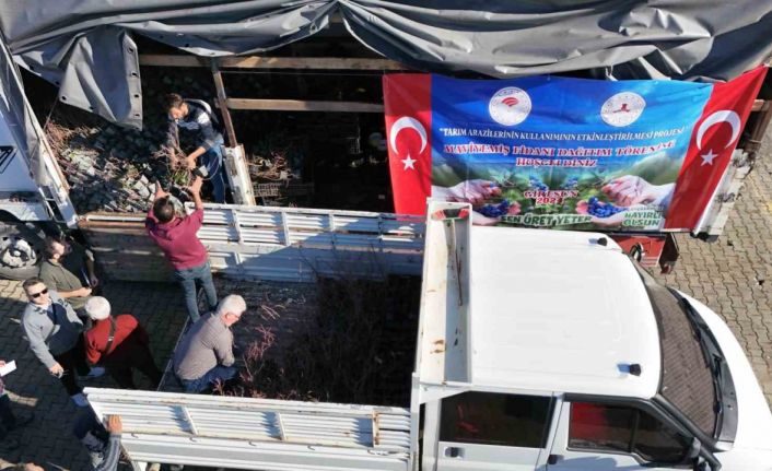 Giresun’da Maviyemiş üretimi artıyor