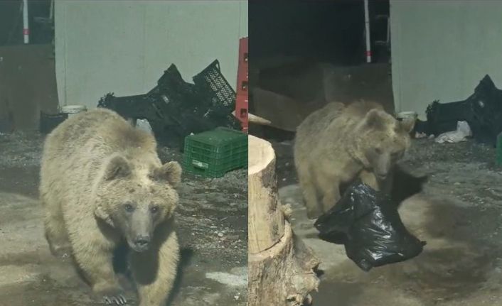 Hakkari2de şantiyeye giren ayı kameraya yansıdı