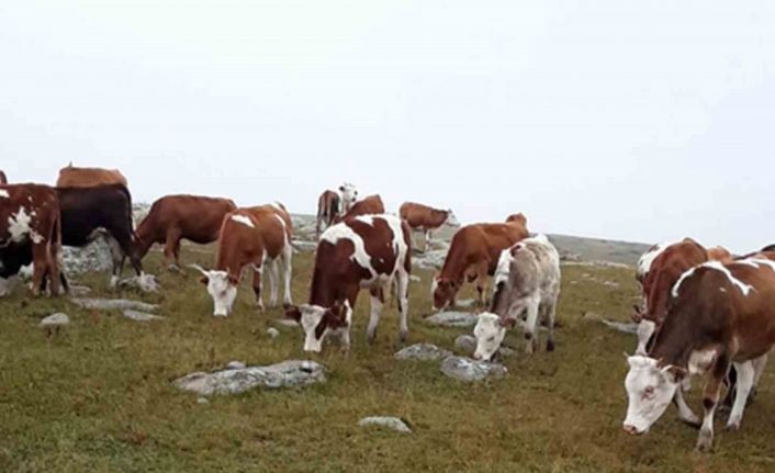 Hayvan hırsızları, jandarmanın takibiyle yakalandı