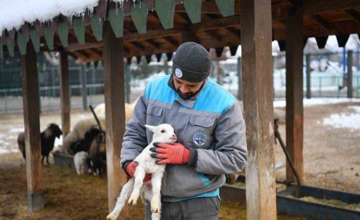 Hayvanat bahçesi misafirlerine kış desteği