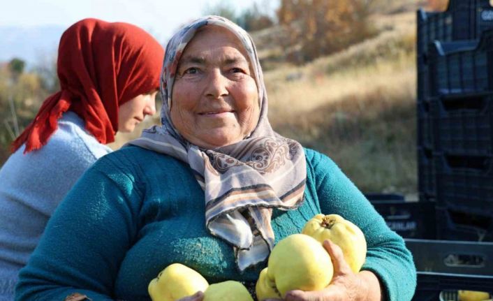 Kahramanmaraş’ta ayva hasadı