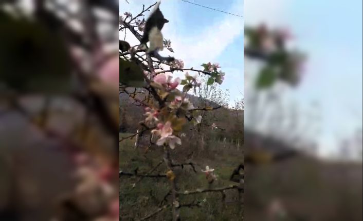 Karabük’te elma ağacı Kasım ayında ikinci kez çiçek açtı