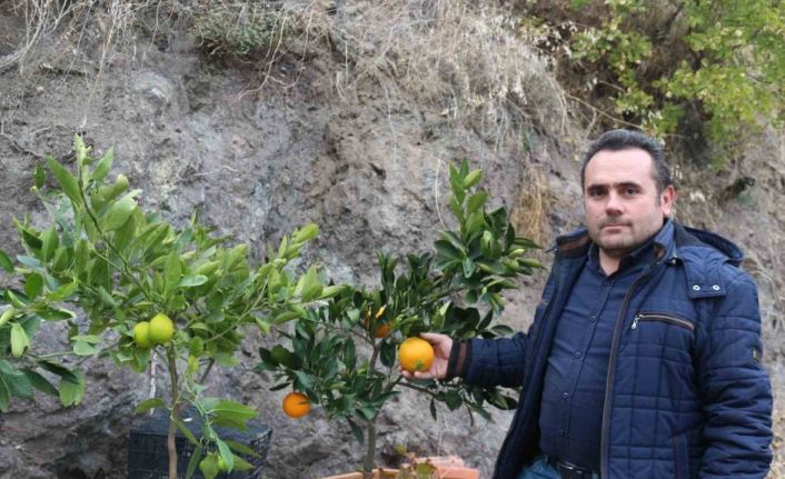 Karasal iklimde tropikal meyveler ve zeytin yetiştiriyor