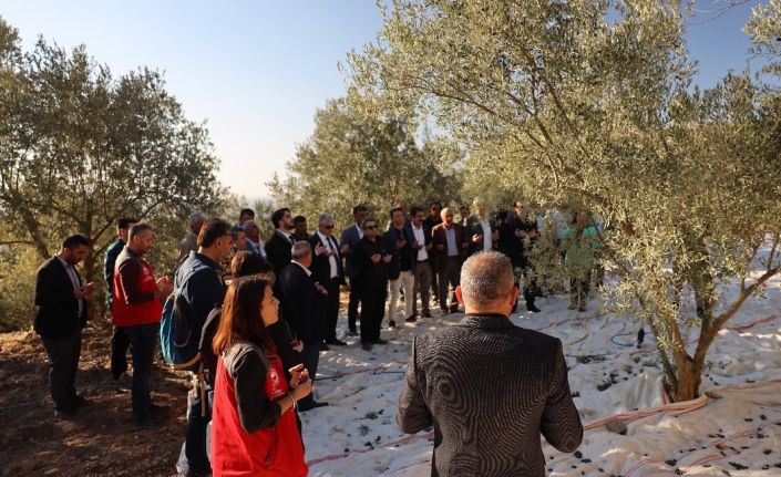 Kavaklıdere’de zeytin hasat sezonu Hillerima Antik Kenti’nde dualarla başladı