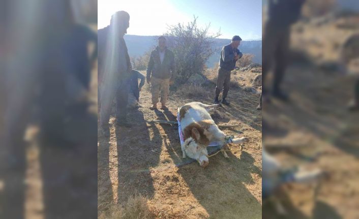 Kayalıklarda mahsur kalan ineği köylüler 10 saatin sonunda kurtardı