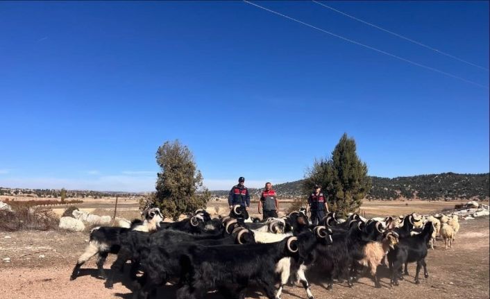 Kayıp hayvanlar jandarma tarafından 4 kilometre uzakta bulundu