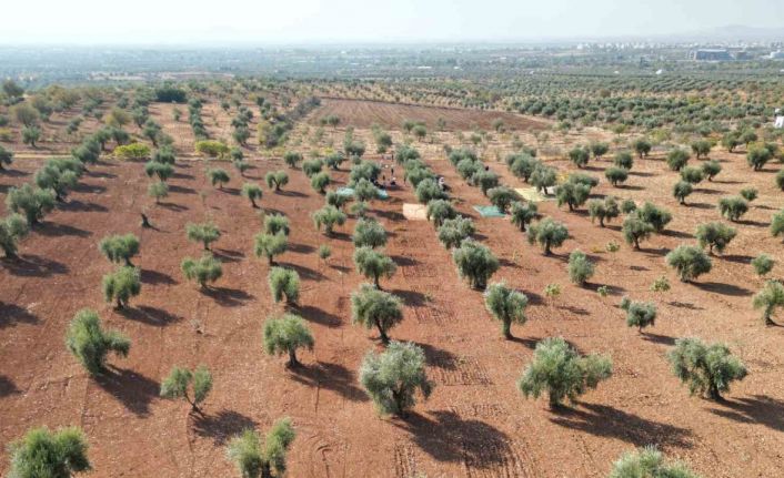 Kilis’te zeytin hasadı başladı