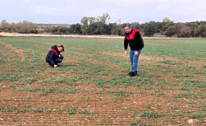 Kırklareli’nde buğday ve kanola gelişimi inceleniyor