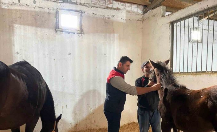 Kırklareli’nde safkan atlar aşılandı