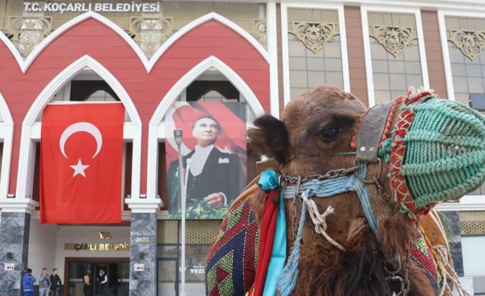 Koçarlı’da deve güreşi hazırlıkları tamamlandı